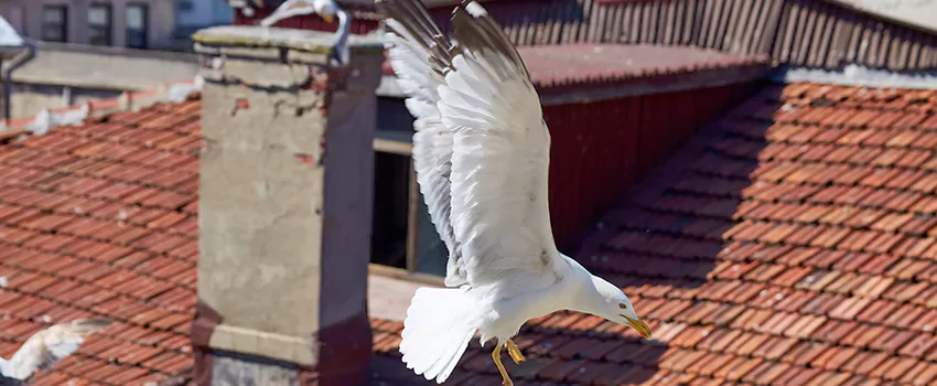 Residential Chimney Animal Removal Solution in Sheridan, WY