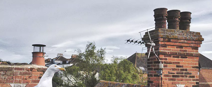 Chimney Cleaning And Restoration in Sheridan, Wyoming